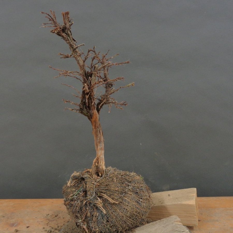 Potentilla, Fingerstrauch, Bonsai